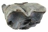 Fossil Woolly Rhino (Coelodonta) Partial Tooth - Siberia #370958-2